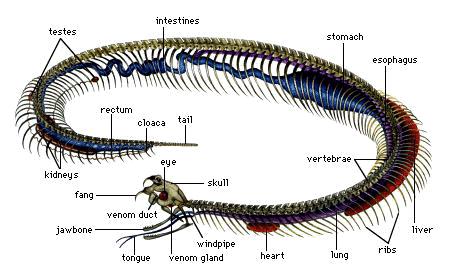 Cobra Anatomy Diagram 2