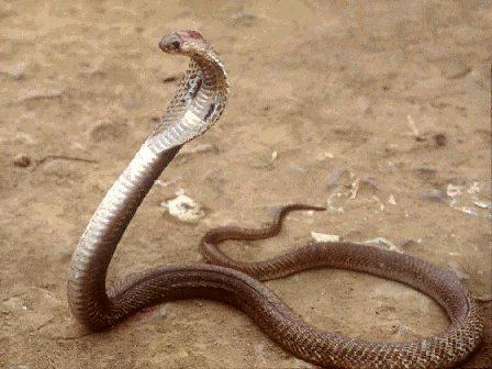 Angry King Cobra