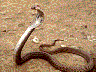 cobra1.jpg