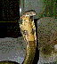 cobra4.jpg
