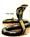 indiancobra.jpg