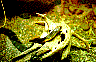 oh4.gif