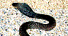 siamensis.jpg