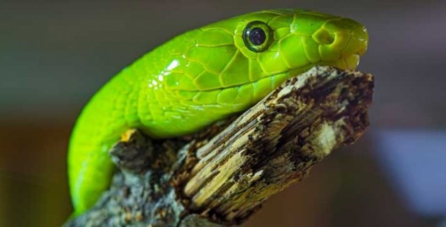The Green Snake Portrait The Green Snake Portrait