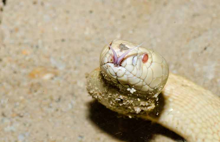 Is an albino cobra poisonous?