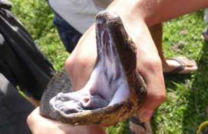 Anaconda Snake Teeth