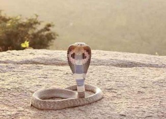Indian-Cobra-New-326x235.jpg