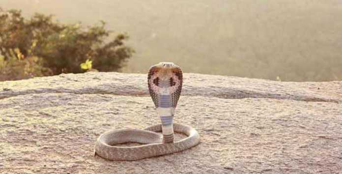 Indian Cobra