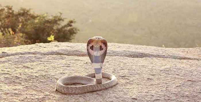 Cobra Snake Facts, Cobra Snake Information