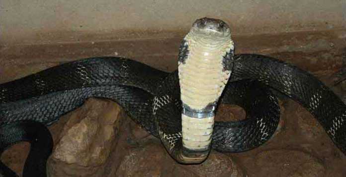 Cobra Venom vs Other Snakes: CASE STUDY King Cobra