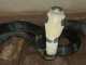 Cobra Venom vs Other Snakes: CASE STUDY King Cobra