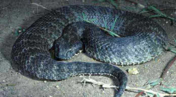 Do You Know These Fascinating Cobra Species? The Death Adder