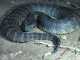 Do You Know These Fascinating Cobra Species? The Death Adder