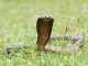 Cobra Facts – Why Is It So Revered? Cobras