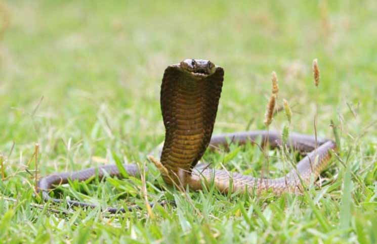 King cobra, facts and photos