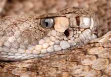 9 Breathtaking Snake Pictures Western Diamondback Rattlesnake