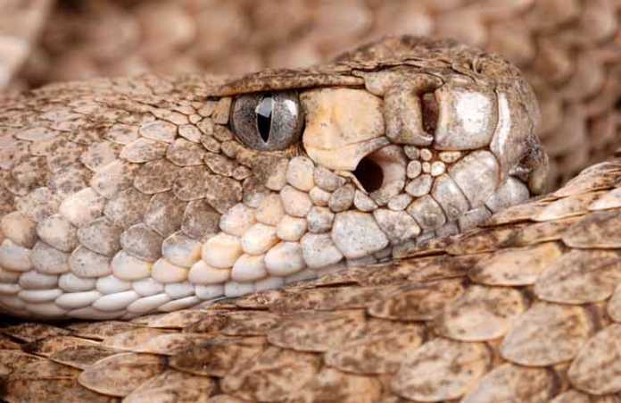 Western Diamondback Rattlesnake