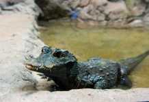 12 Amazing Crocodile Facts African Dwarf Crocodile