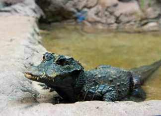 African Dwarf Crocodile