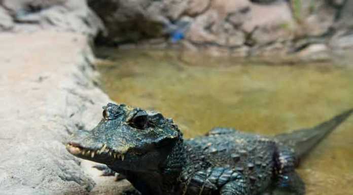 12 Amazing Crocodile Facts African Dwarf Crocodile