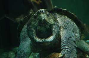 Alligator Snapping Turtle