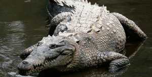 American Crocodile