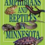 Amphibians and Reptiles in Minnesota