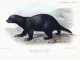Cobra Predators: Can Any Animals Kill Him? Black Ratel