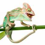Animal Quiz: Can Lizards Make Sounds? Chameleon