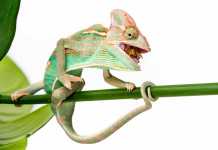 Animal Quiz: Can Lizards Make Sounds? Chameleon