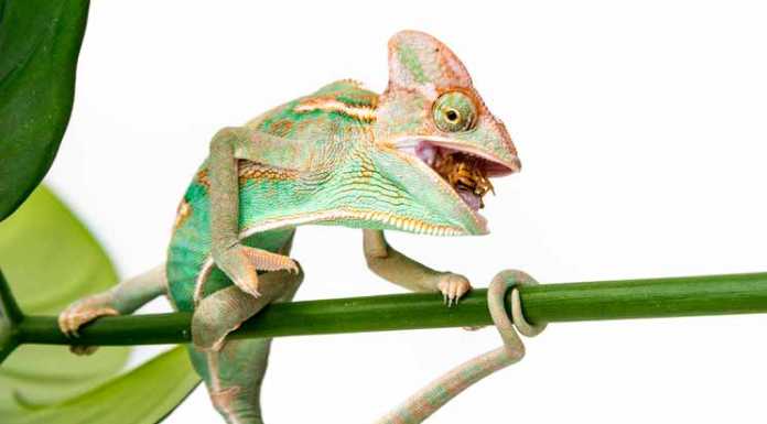 Animal Quiz: Can Lizards Make Sounds? Chameleon