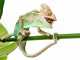 Animal Quiz: Can Lizards Make Sounds? Chameleon