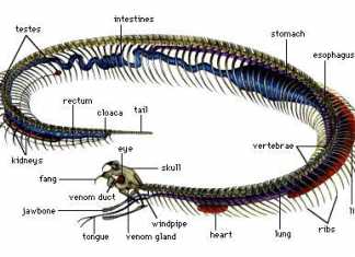 Cobra Anatomy Underneath
