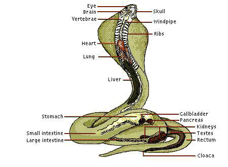 snake mouth anatomy