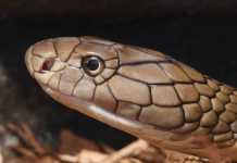 Snake Brain: How Intelligent are Cobras? King Cobra