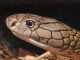 Snake Brain: How Intelligent are Cobras? King Cobra