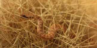 Debunking 6 Common Misconceptions About Snakes