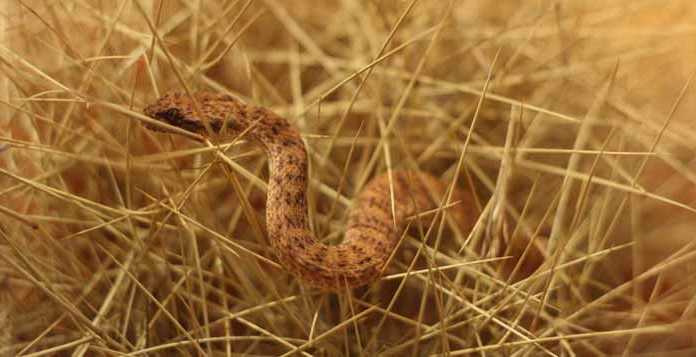 Debunking 6 Common Misconceptions About Snakes