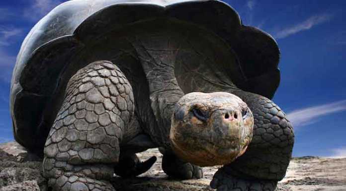 Animal Quiz: Who is The Largest Turtle? Galapagos Turtle