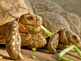 Tortoise Eating