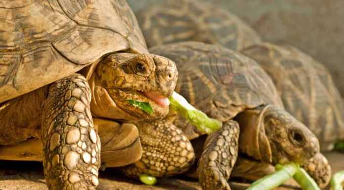 Crash Course: What Do Turtles Eat? Tortoise Eating