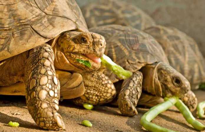 Tortoise Eating