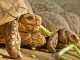 Crash Course: What Do Turtles Eat? Tortoise Eating