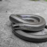 Glass Lizard: Does It Break Like Glass? Glass Lizard