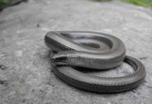 Glass Lizard: Does It Break Like Glass? Glass Lizard