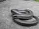 Glass Lizard: Does It Break Like Glass? Glass Lizard