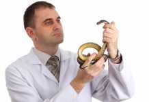 Snake Handling