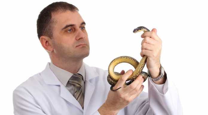8 Rules For Snake Handling Snake Handling