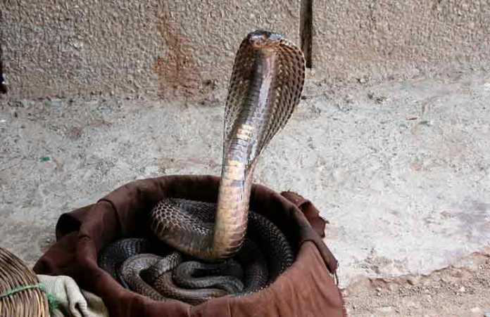 Indian Cobra