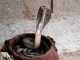 Cobra Pictures and Other Stuff Indian Cobra